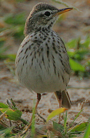 Malindi Pipit