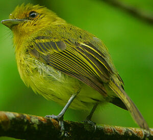 Ochre-lored Flatbill
