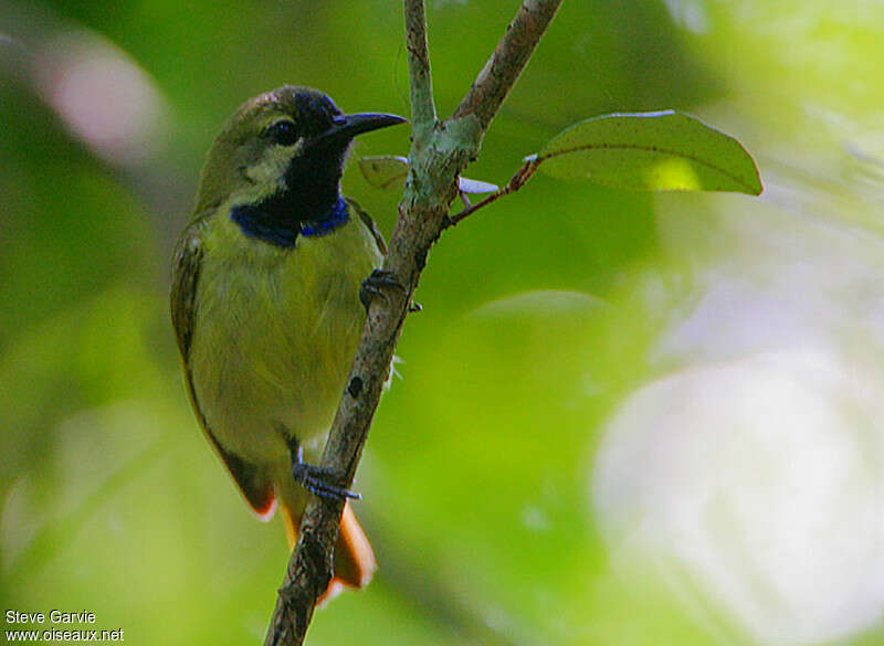 Plain-backed Sunbird male adult breeding, identification