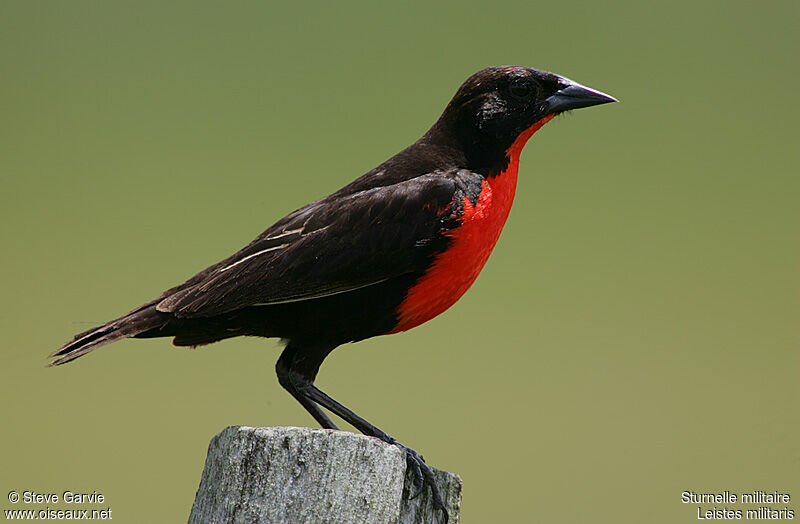 Red-breasted Blackbird male adult post breeding