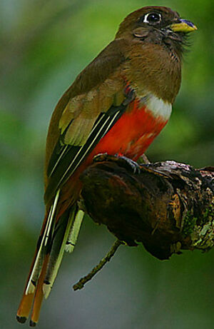 Trogon rosalba
