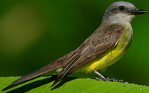 Tropical Kingbird