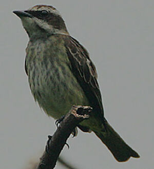 Piratic Flycatcher