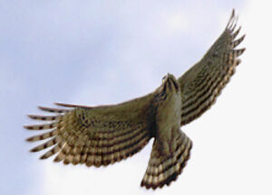 Aigle montagnard