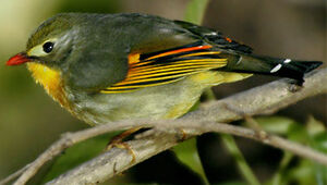 Red-billed Leiothrix 
&copy; Sumit Sen