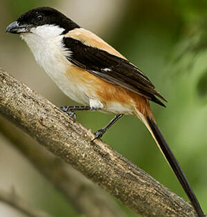 Long-tailed Shrike