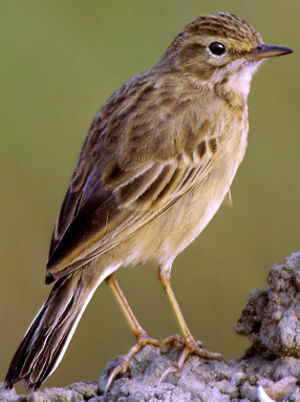 Pipit de Richard