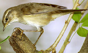 Dusky Warbler 
&copy; Sumit Sen