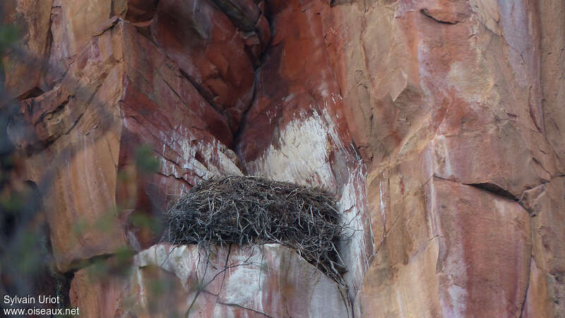 Verreaux's Eagle, Reproduction-nesting