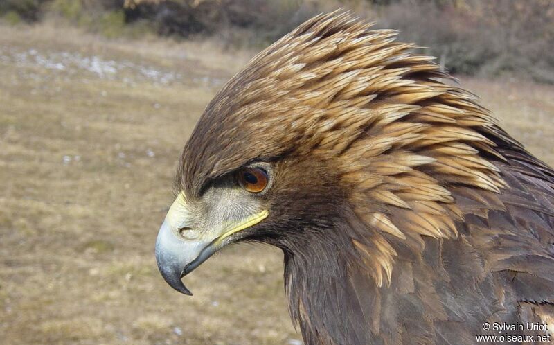 Golden Eaglesubadult, close-up portrait