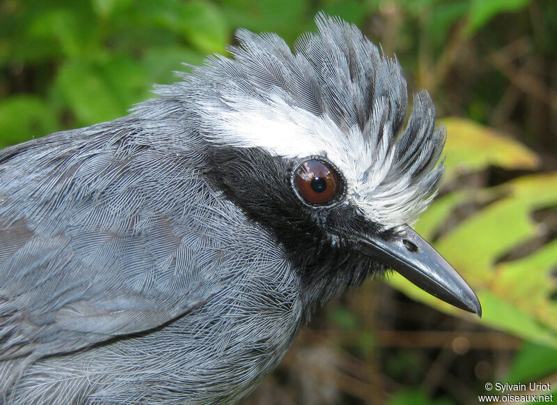 White-browed Antbird male adult