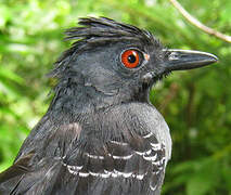 Black-headed Antbird