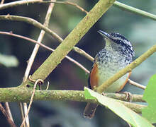 Peruvian Warbling Antbird