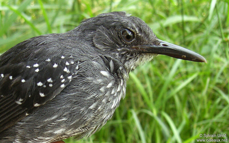 Silvered Antbird male adult