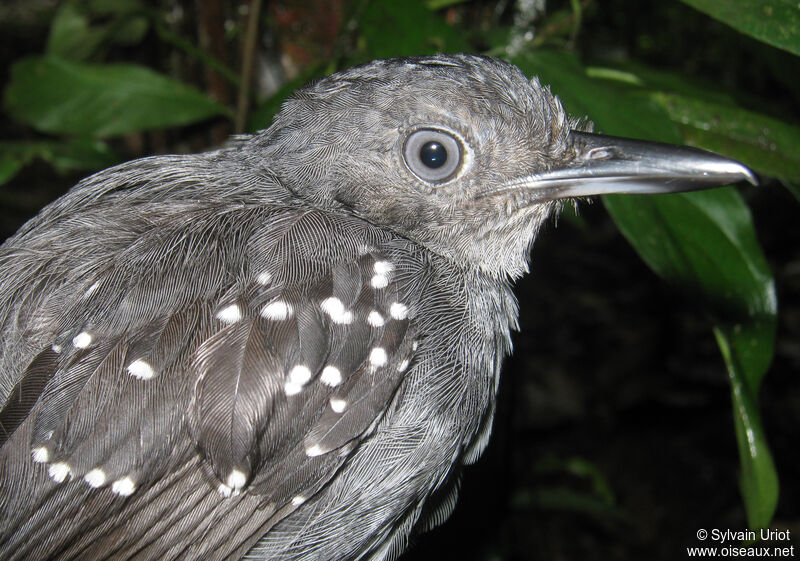 Spot-winged Antbird male adult