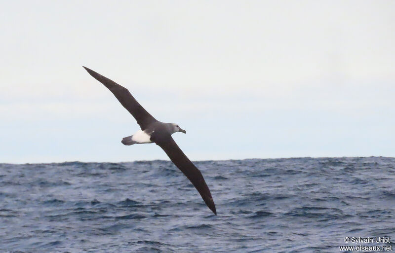Albatros à cape blancheadulte