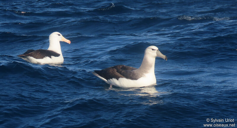 Albatros à cape blancheadulte