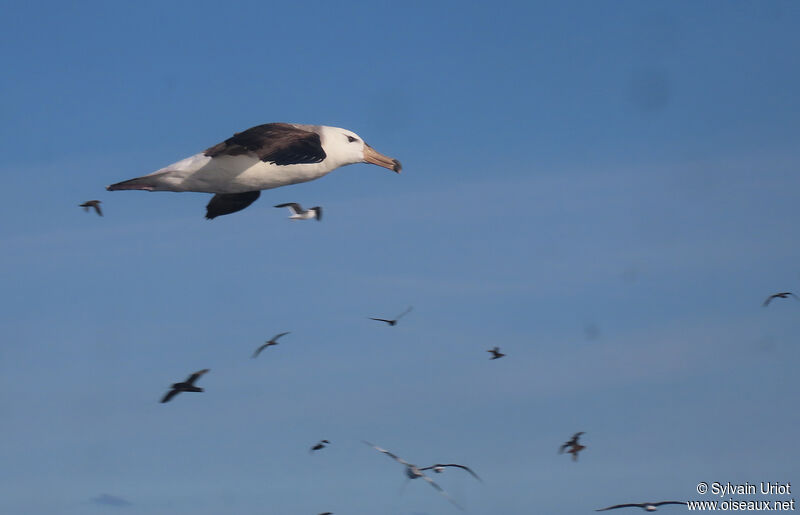 Albatros à sourcils noirsimmature
