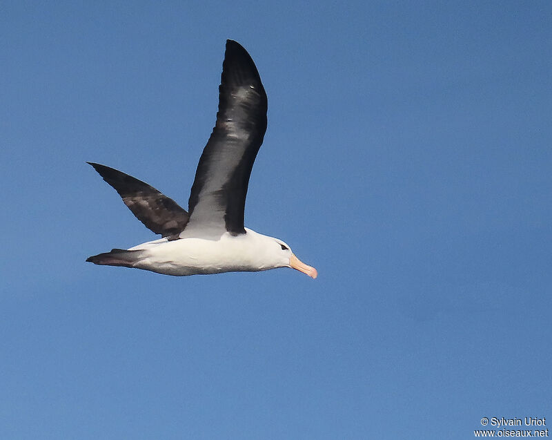 Albatros à sourcils noirsadulte