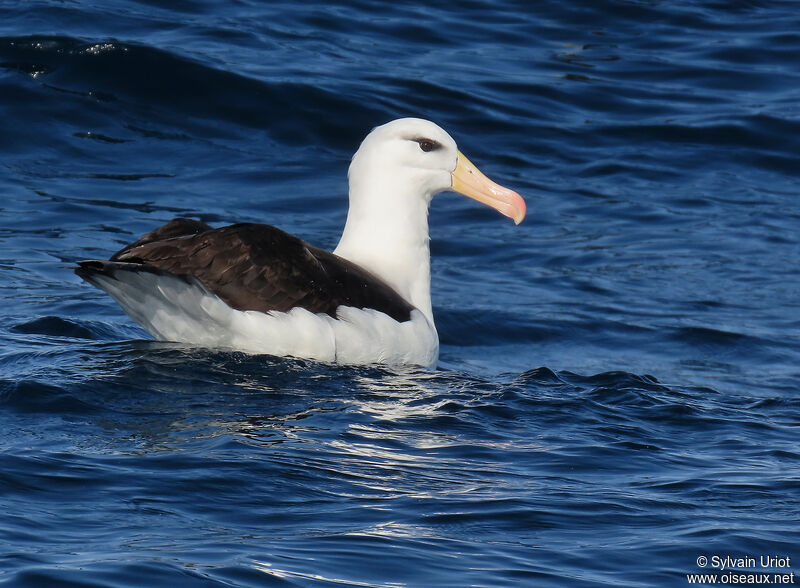 Albatros à sourcils noirsadulte