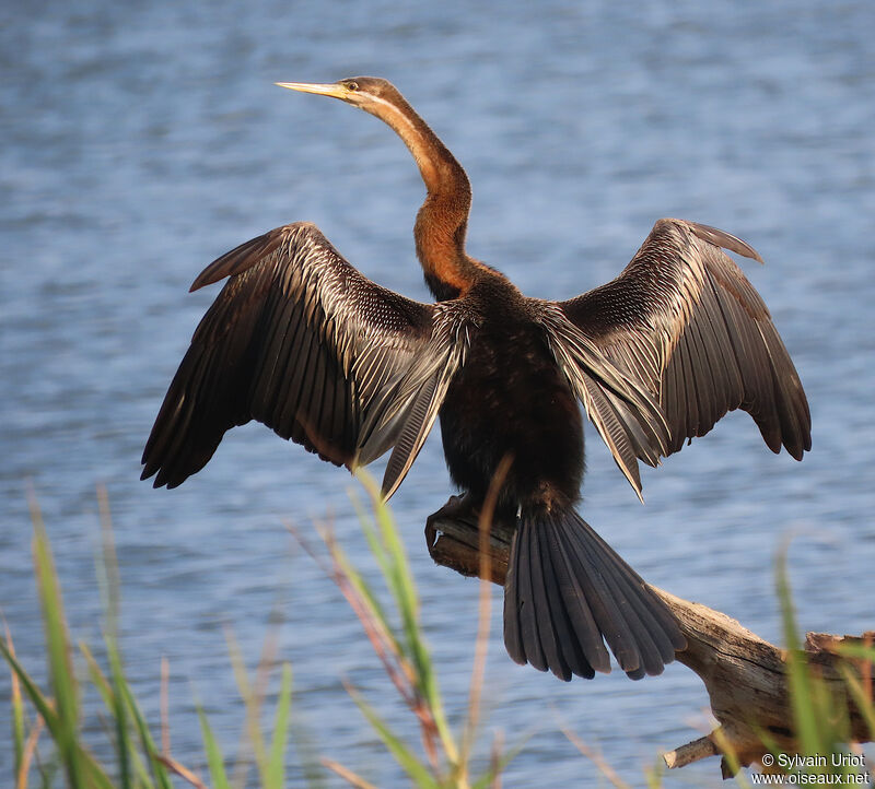African Darter male adult