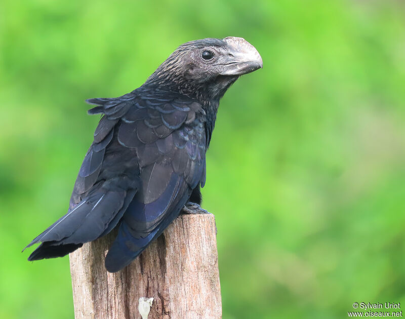 Smooth-billed Aniadult