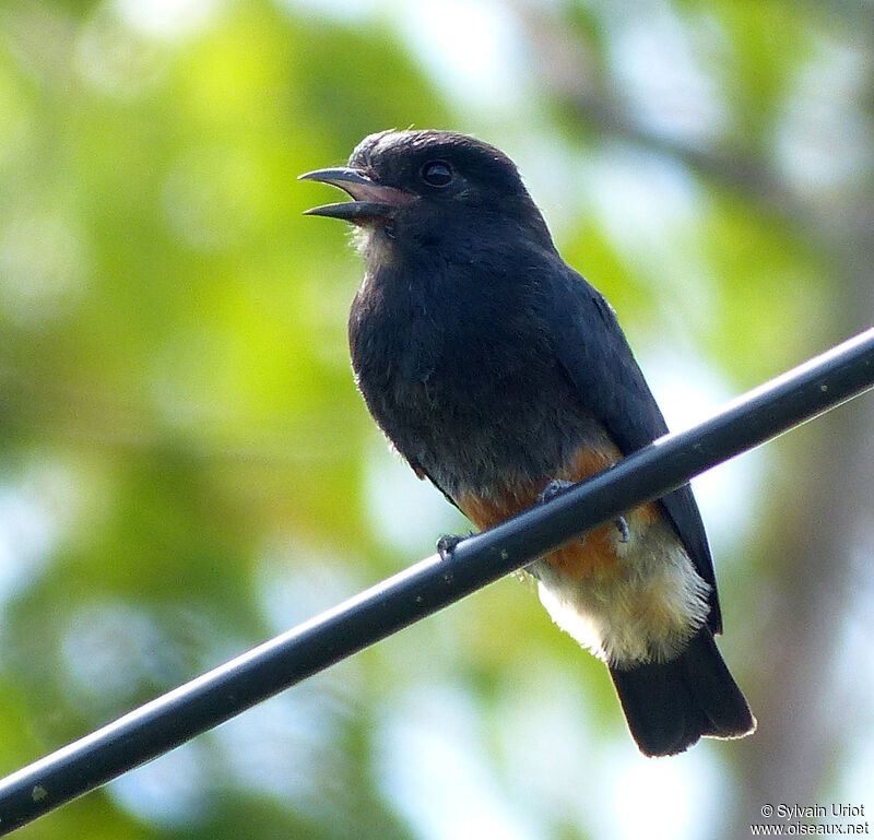 Swallow-winged Puffbirdadult