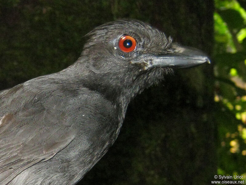 Black-throated Antshrike male adult