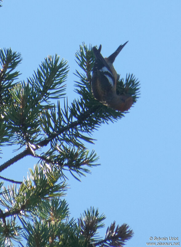 Two-barred Crossbill male subadult