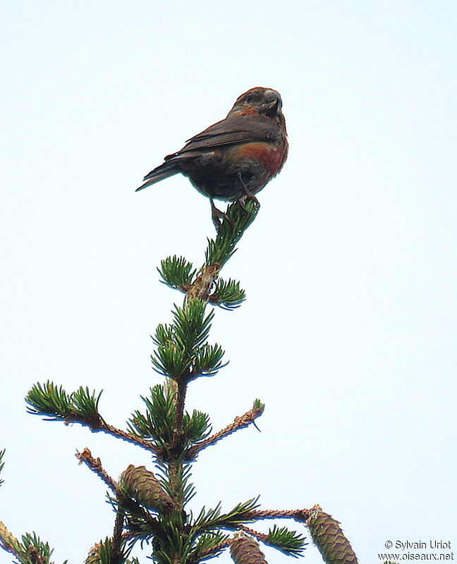 Parrot Crossbill male adult