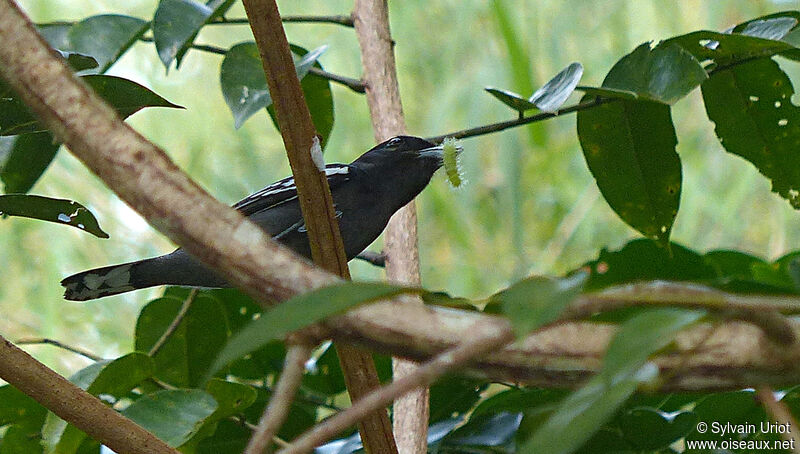 White-winged Becard male adult