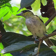 Green-backed Becard