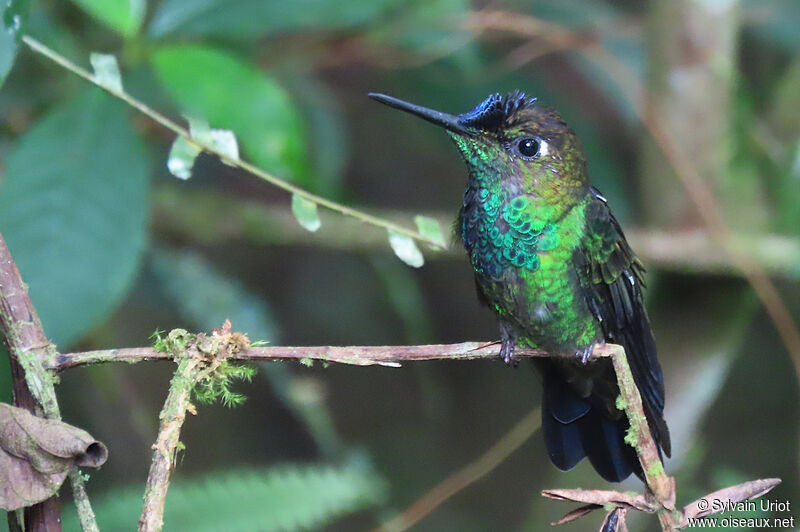 Violet-fronted Brilliant male adult