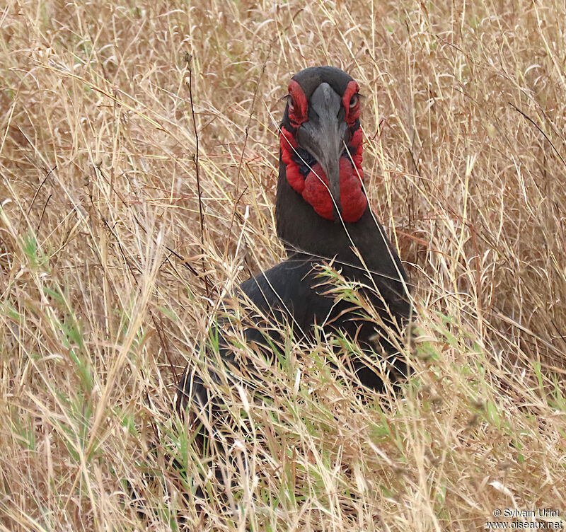 Southern Ground Hornbill female adult