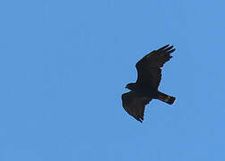 Zone-tailed Hawk