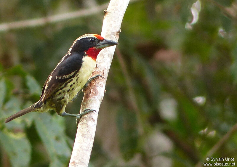 Black-spotted Barbet male adult