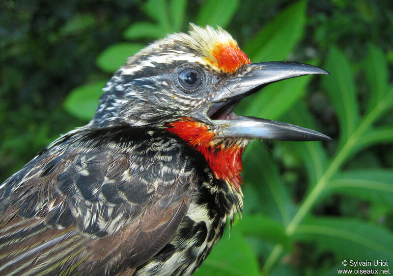 Black-spotted Barbet female adult