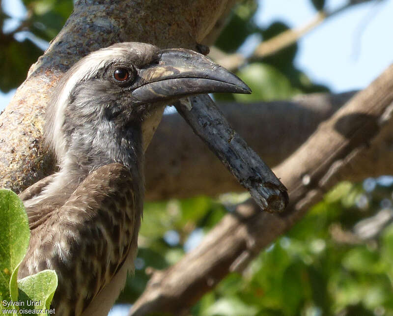 African Grey Hornbill male immature, close-up portrait