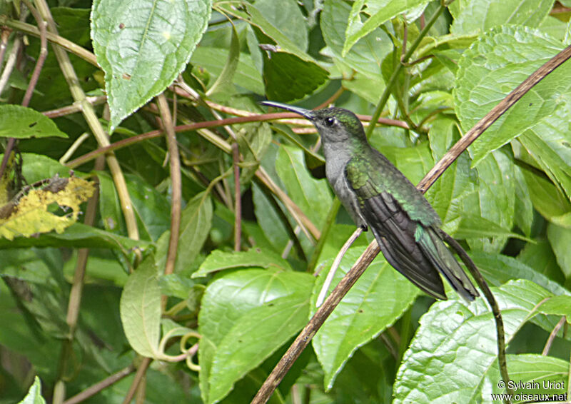 Grey-breasted Sabrewing male adult