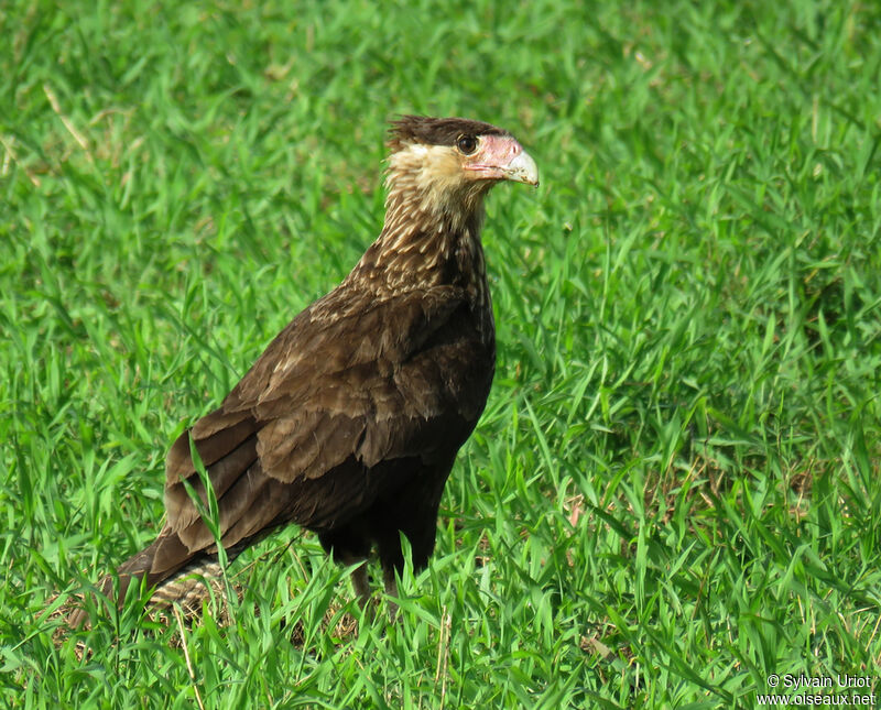 Crested Caracara (cheriway)First year
