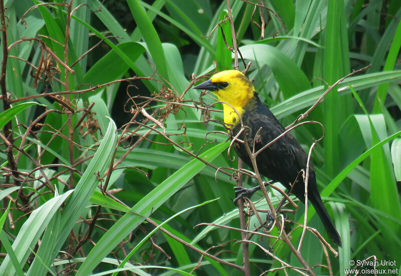 Yellow-hooded Blackbird male immature