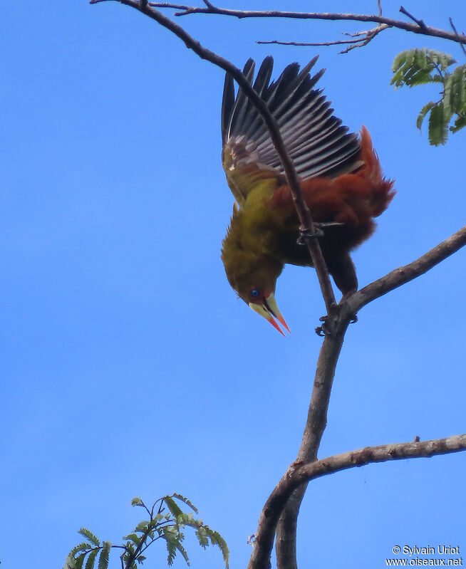 Green Oropendola, courting display