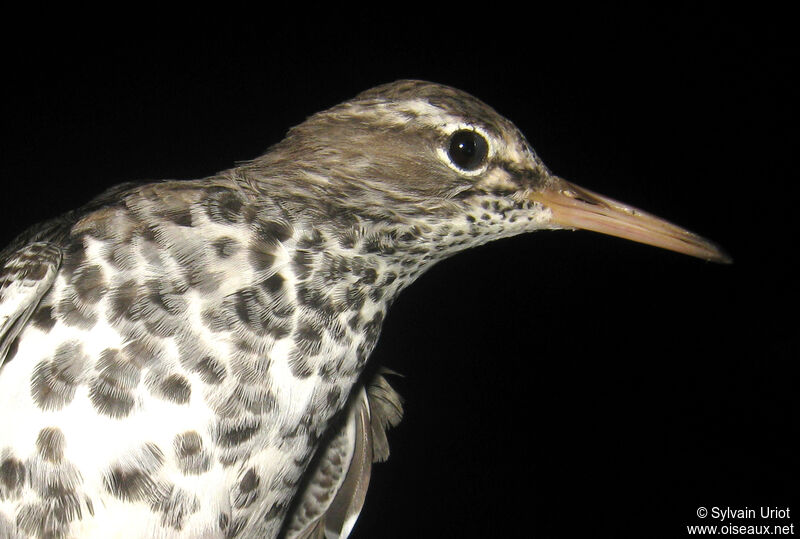 Spotted Sandpiper female adult