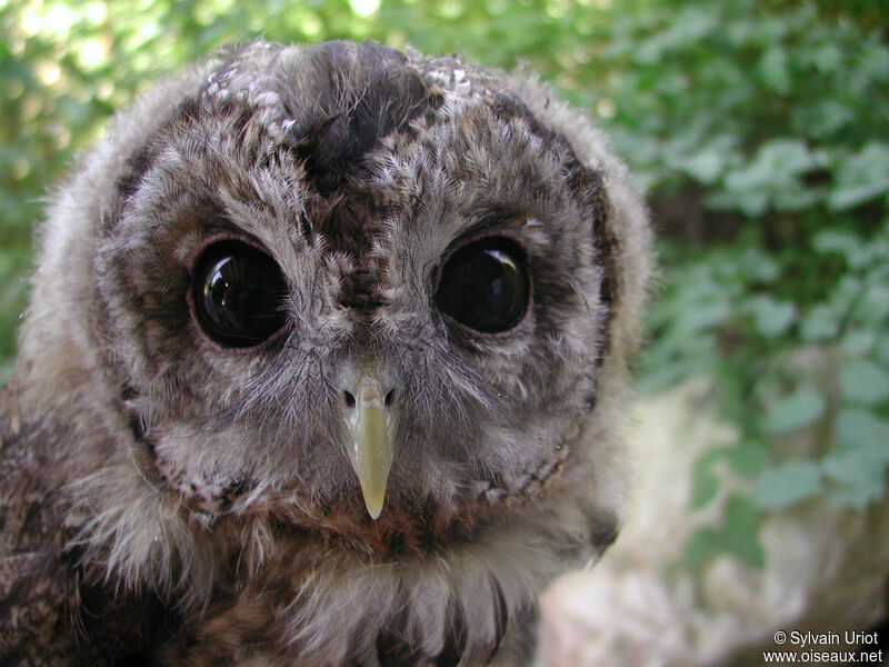 Tawny Owljuvenile, close-up portrait
