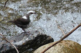 White-capped Dipper