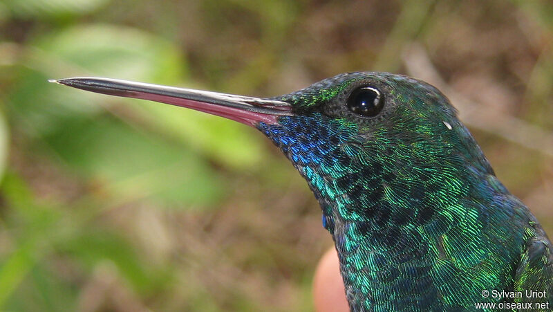 Blue-chinned Sapphire male adult