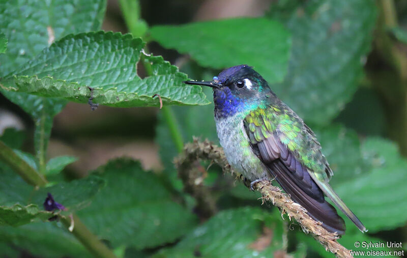 Violet-headed Hummingbirdadult