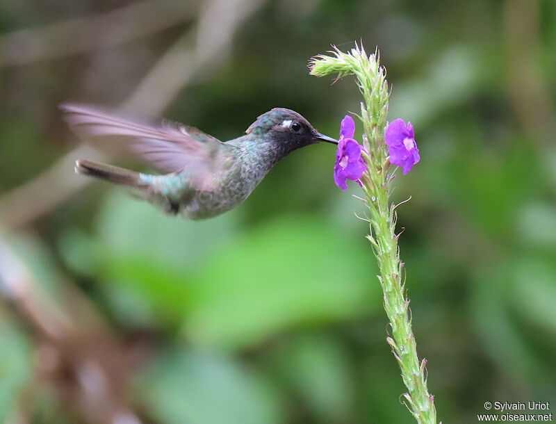 Violet-headed Hummingbirdadult