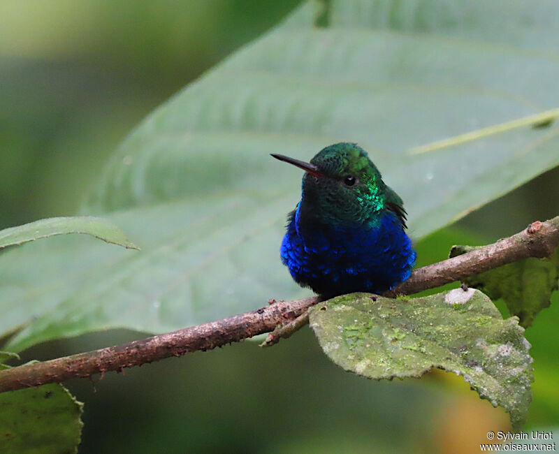 Violet-bellied Hummingbird male adult