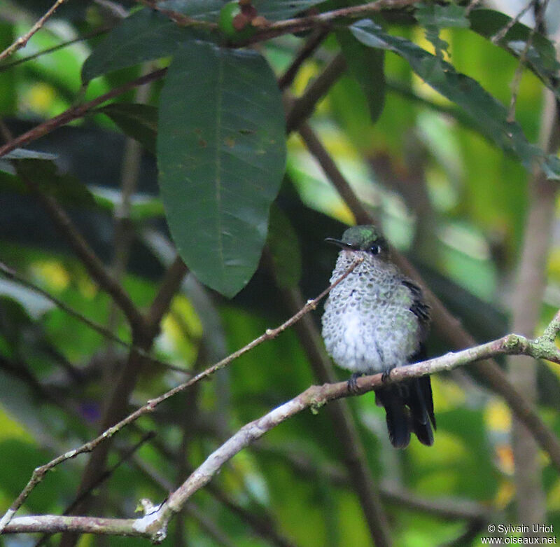 Many-spotted Hummingbirdadult